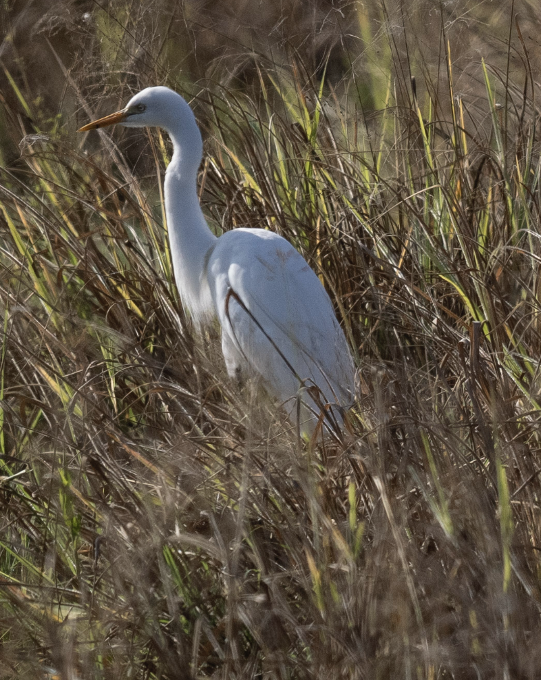 Yellow-billed Egret - ML624221643