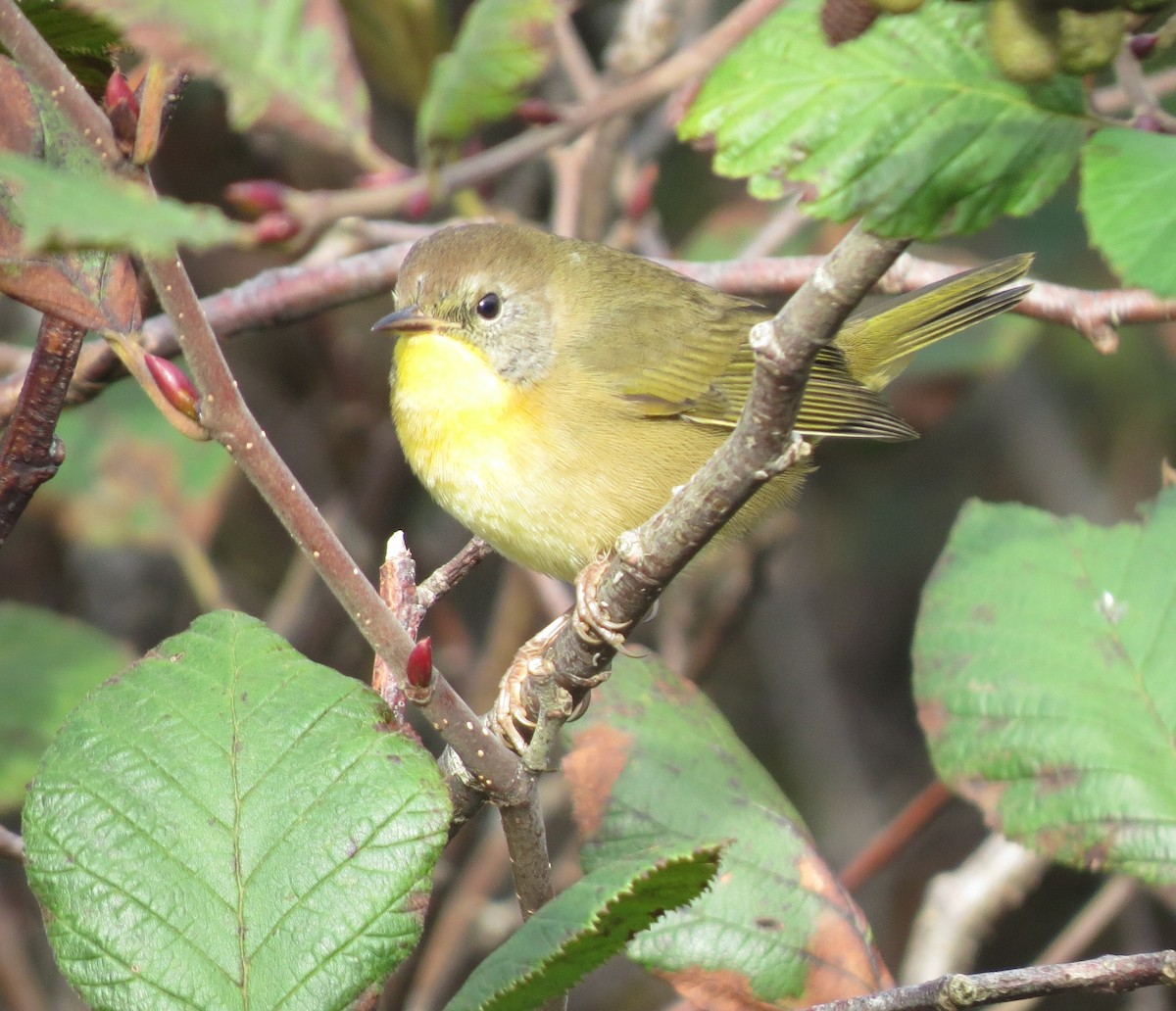 Common Yellowthroat - ML624221644