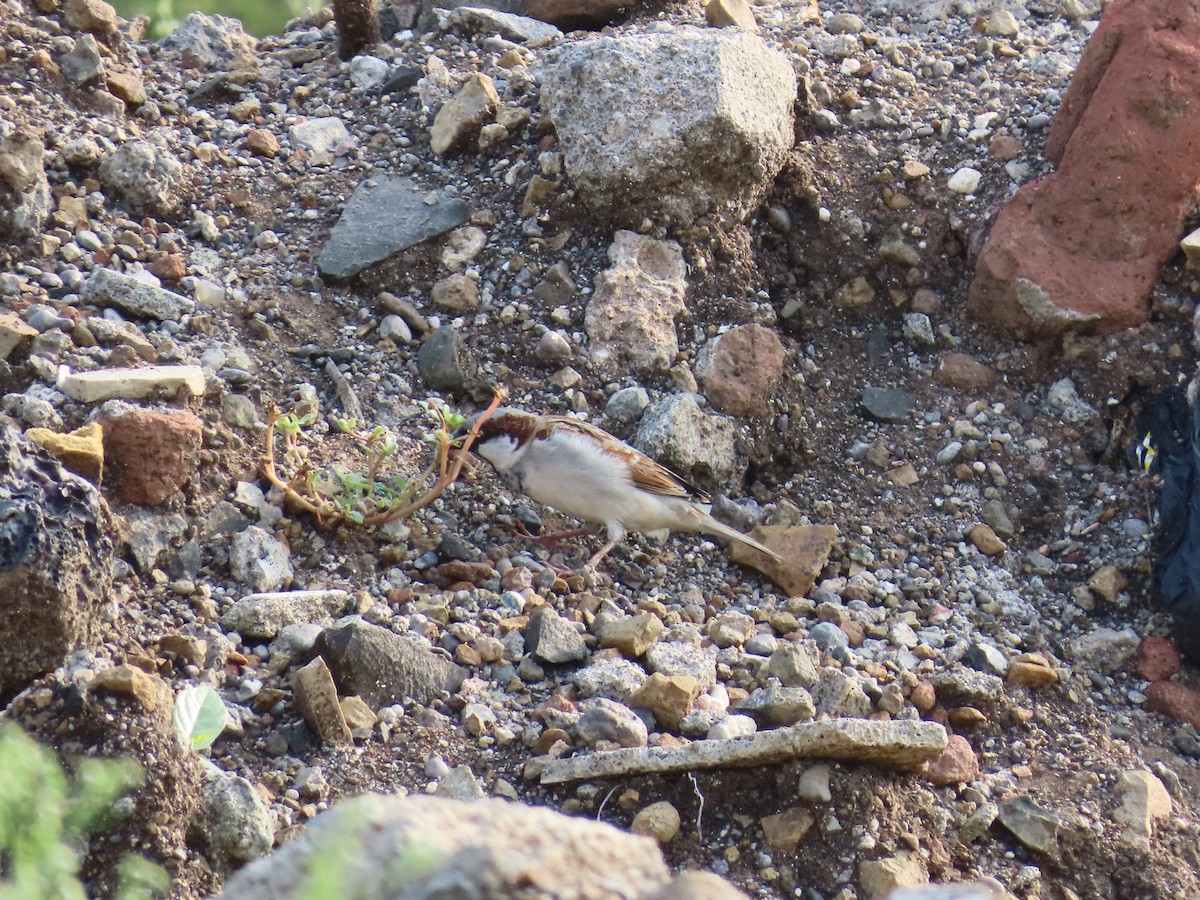 Moineau domestique - ML624221648