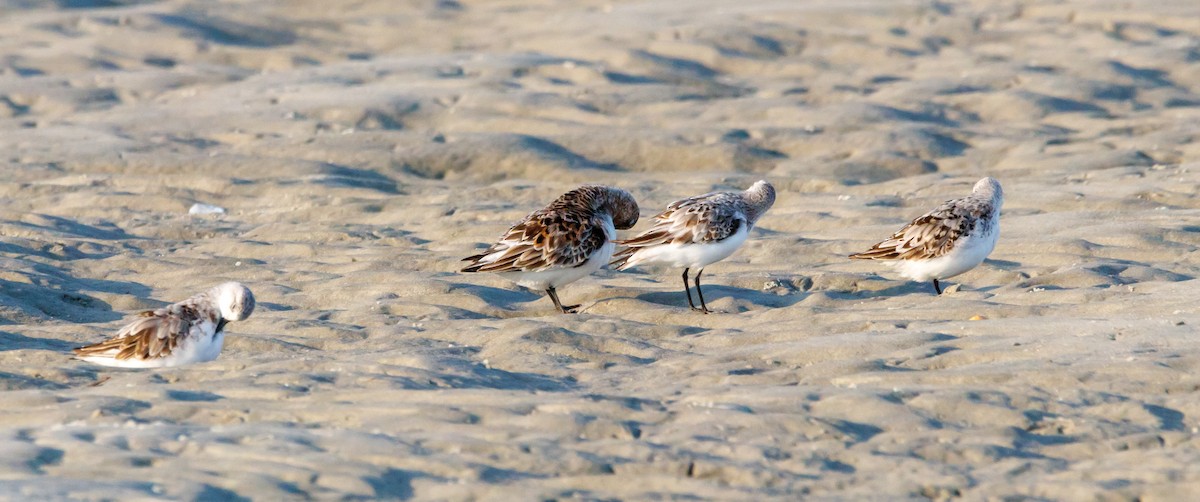 Sanderling - ML624221685