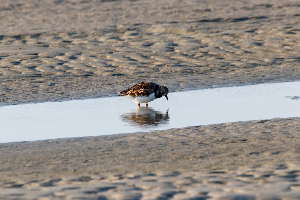 Ruddy Turnstone - ML624221687