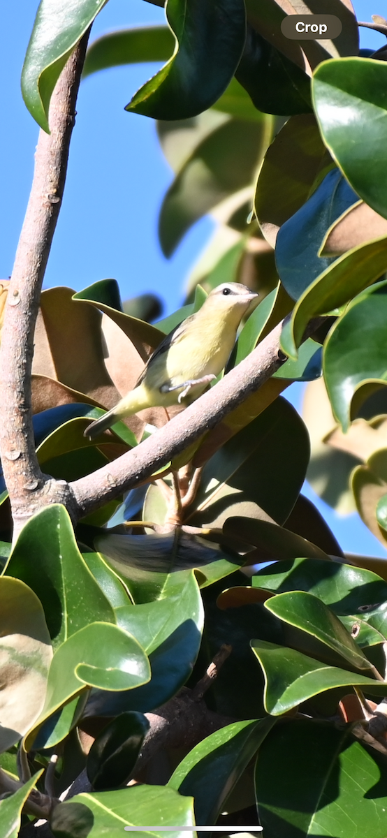 Philadelphia Vireo - ML624221691