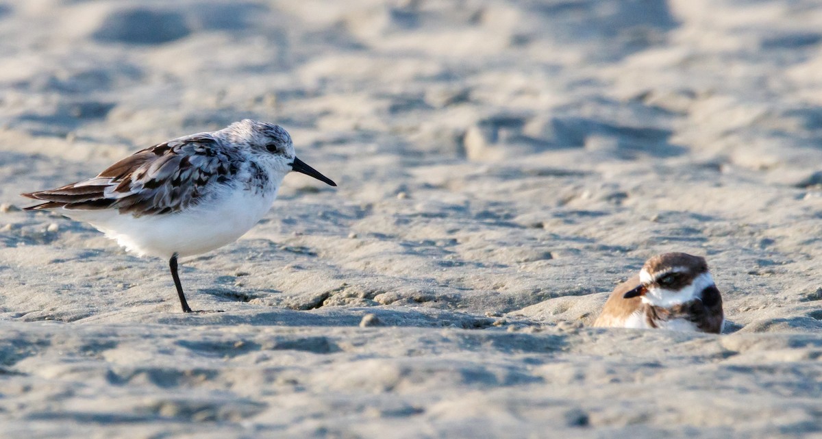 Sanderling - ML624221692