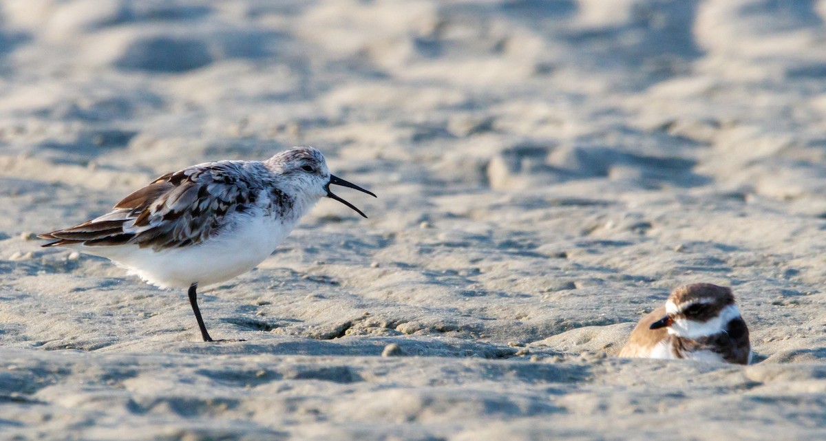 Sanderling - ML624221694