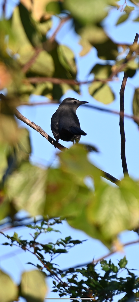 Gray Catbird - Taylor Naquin