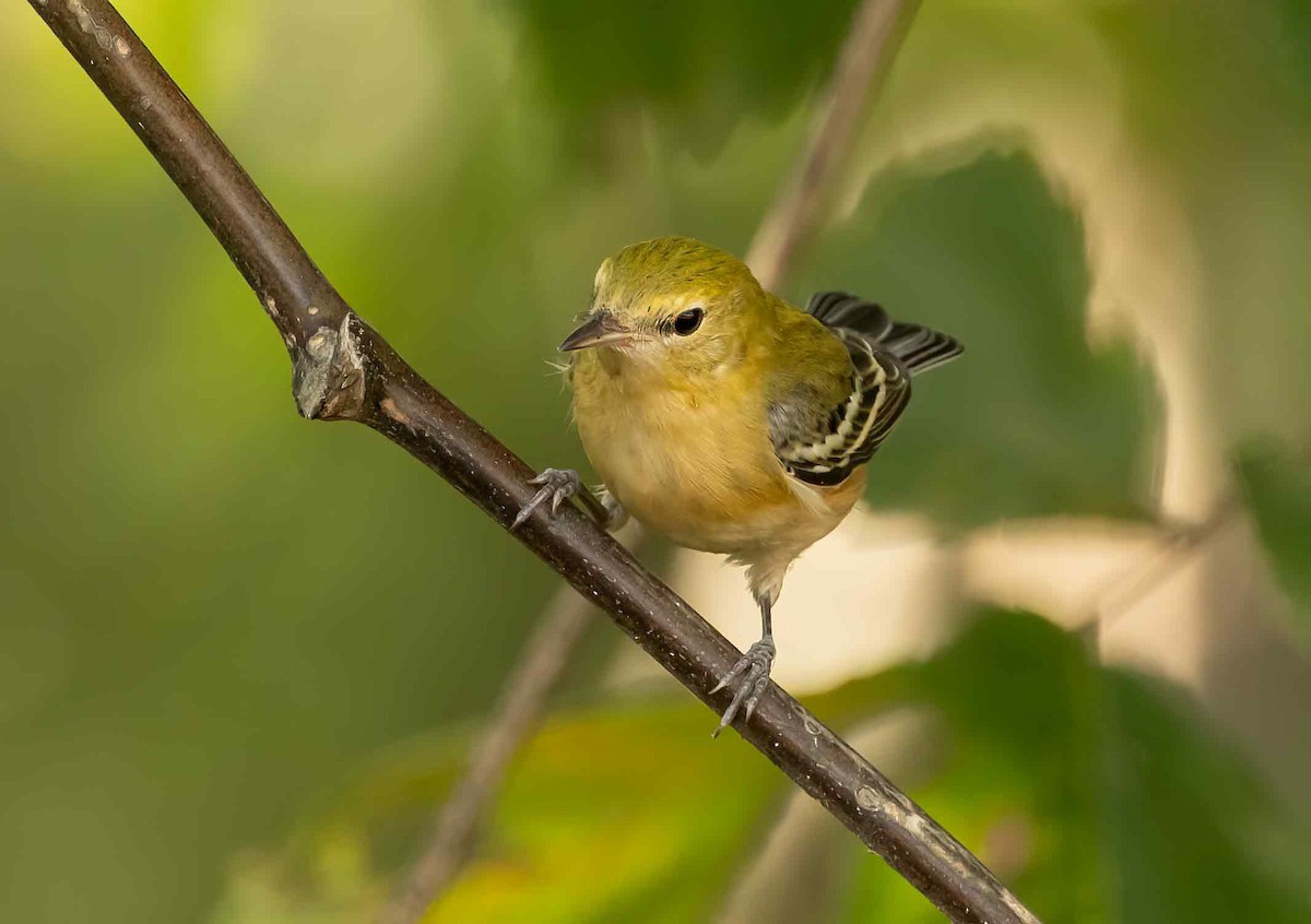 Bay-breasted Warbler - ML624221703