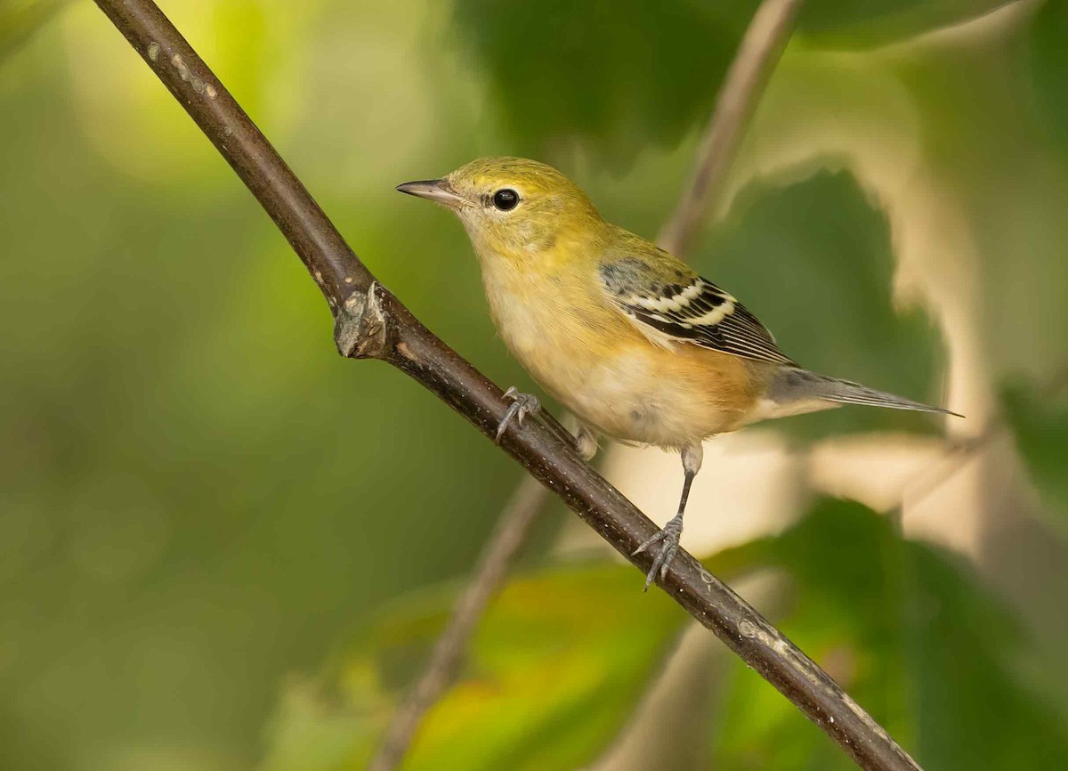 Bay-breasted Warbler - ML624221706