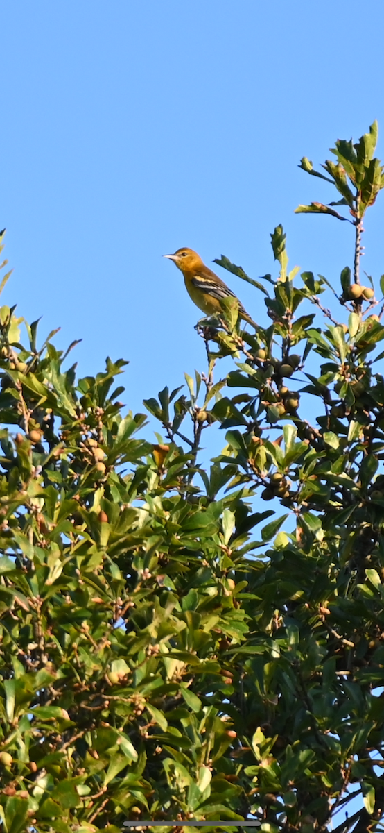 Baltimore Oriole - ML624221708