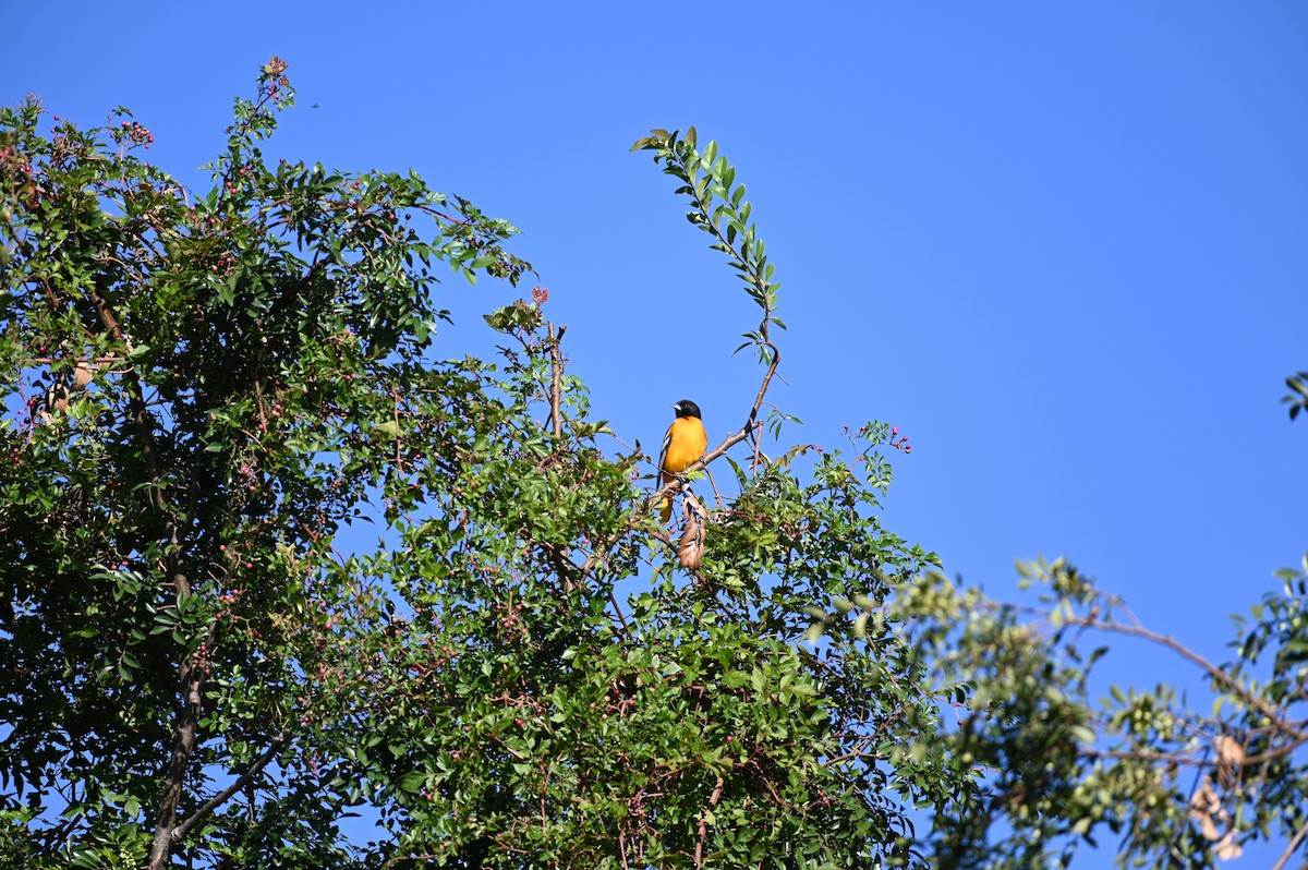 Baltimore Oriole - ML624221709