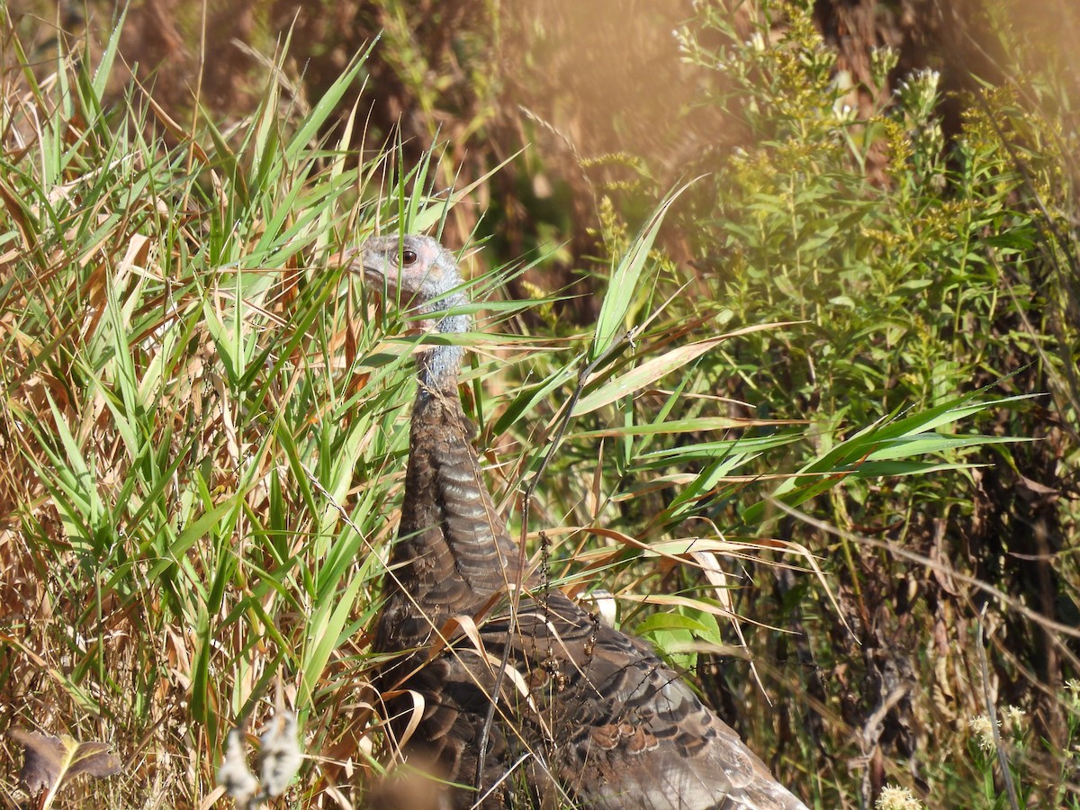 シチメンチョウ - ML624221711