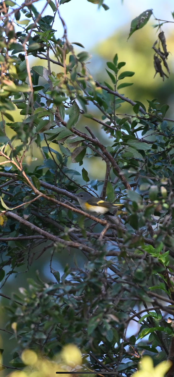 American Redstart - ML624221715