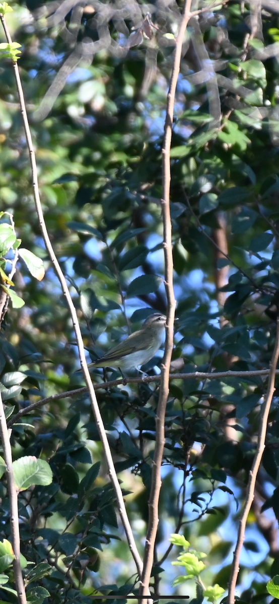 Red-eyed Vireo - ML624221727