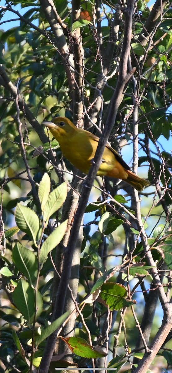 Summer Tanager - ML624221738