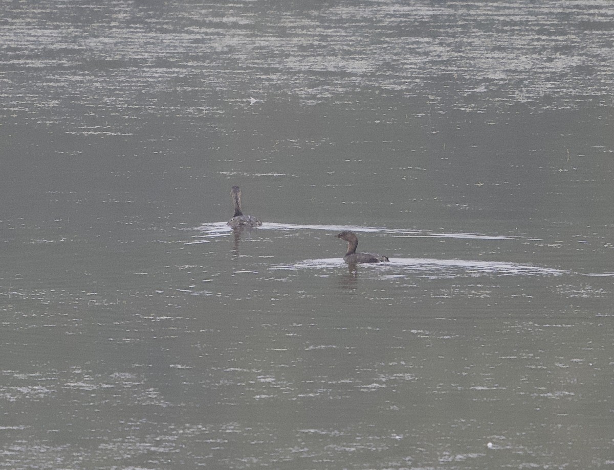 Pied-billed Grebe - ML624221745