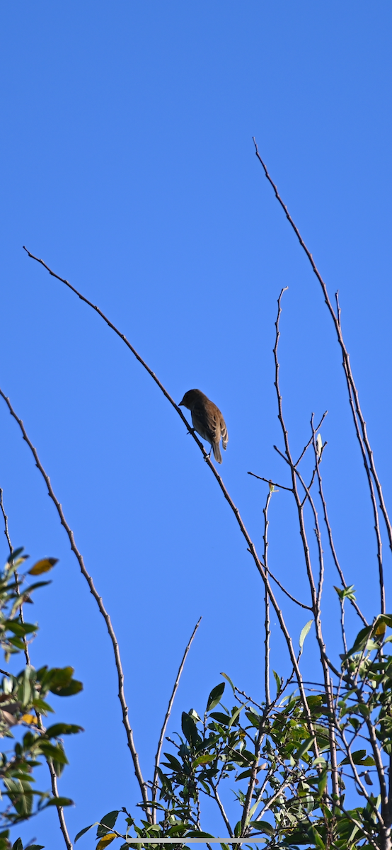 Indigo Bunting - ML624221746