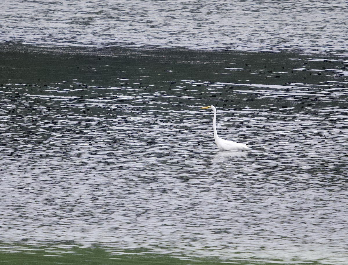 Great Egret - ML624221767