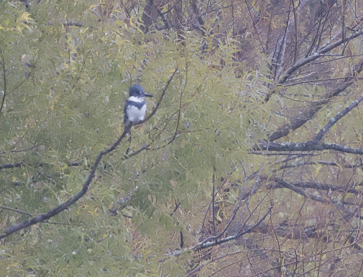 Belted Kingfisher - ML624221789