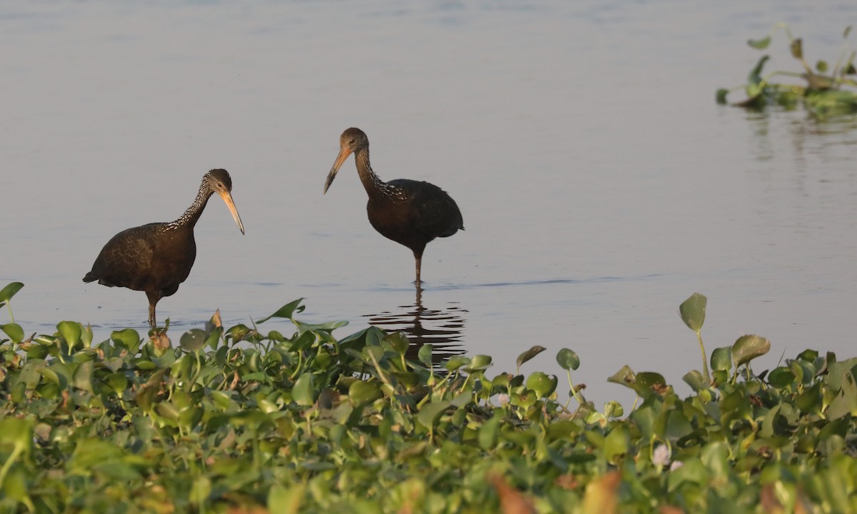 Limpkin (Brown-backed) - ML624221805