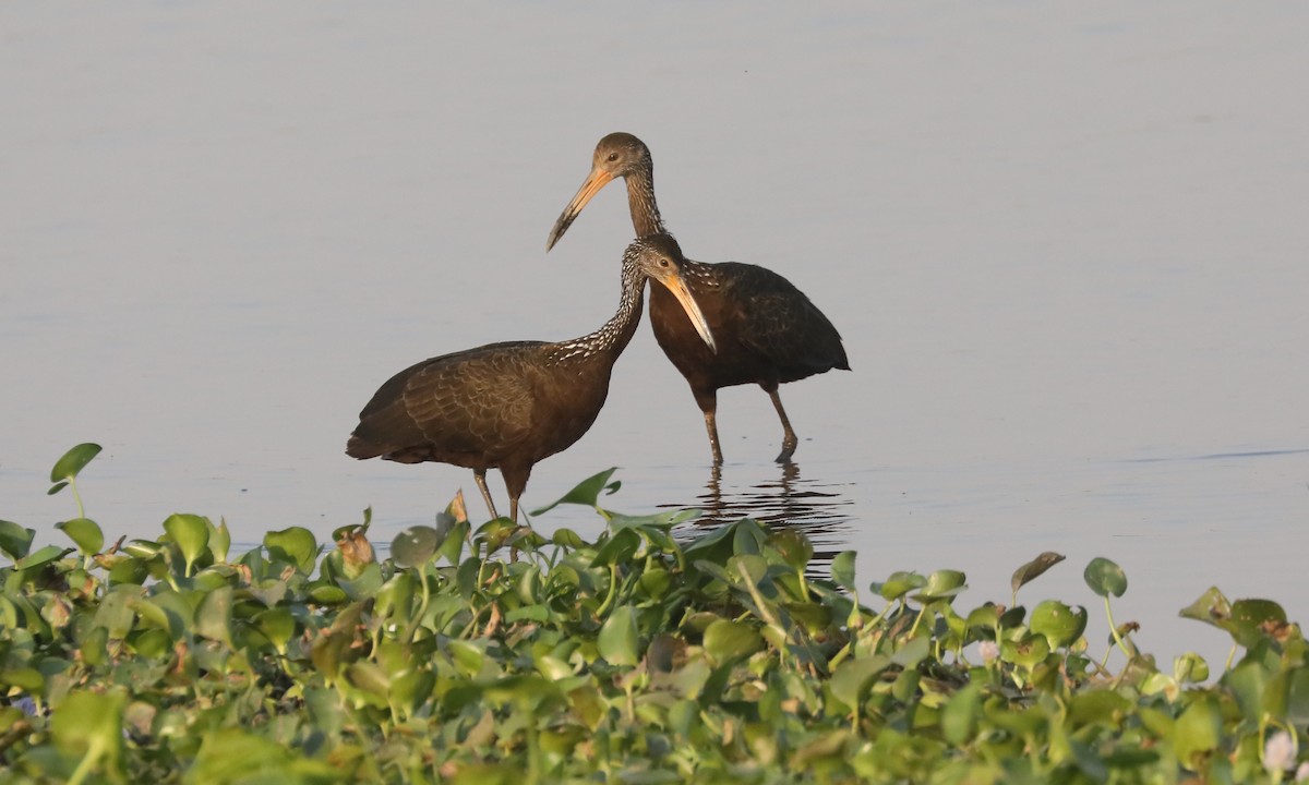 Limpkin (Brown-backed) - ML624221806