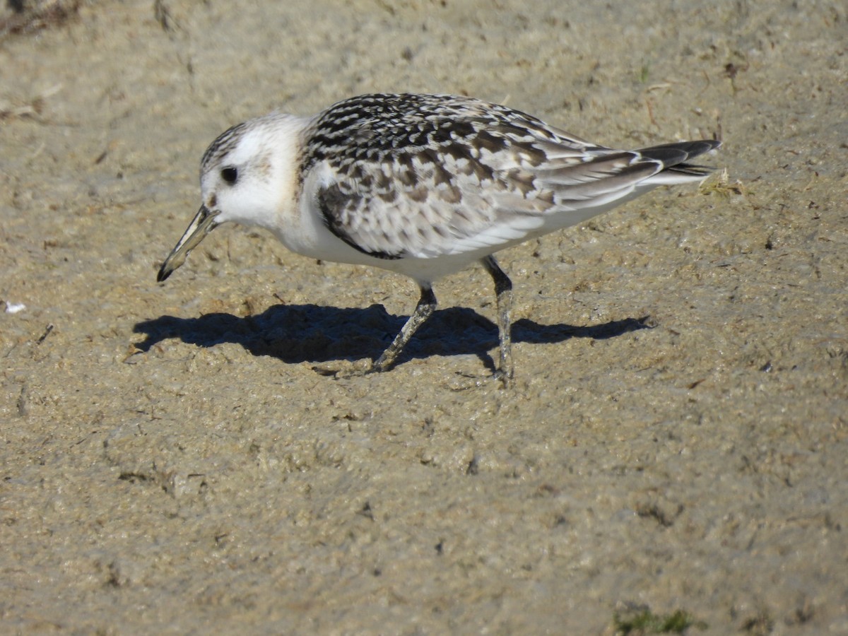 Sanderling - ML624221821