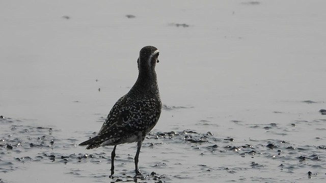 Chorlito Dorado Americano - ML624221822