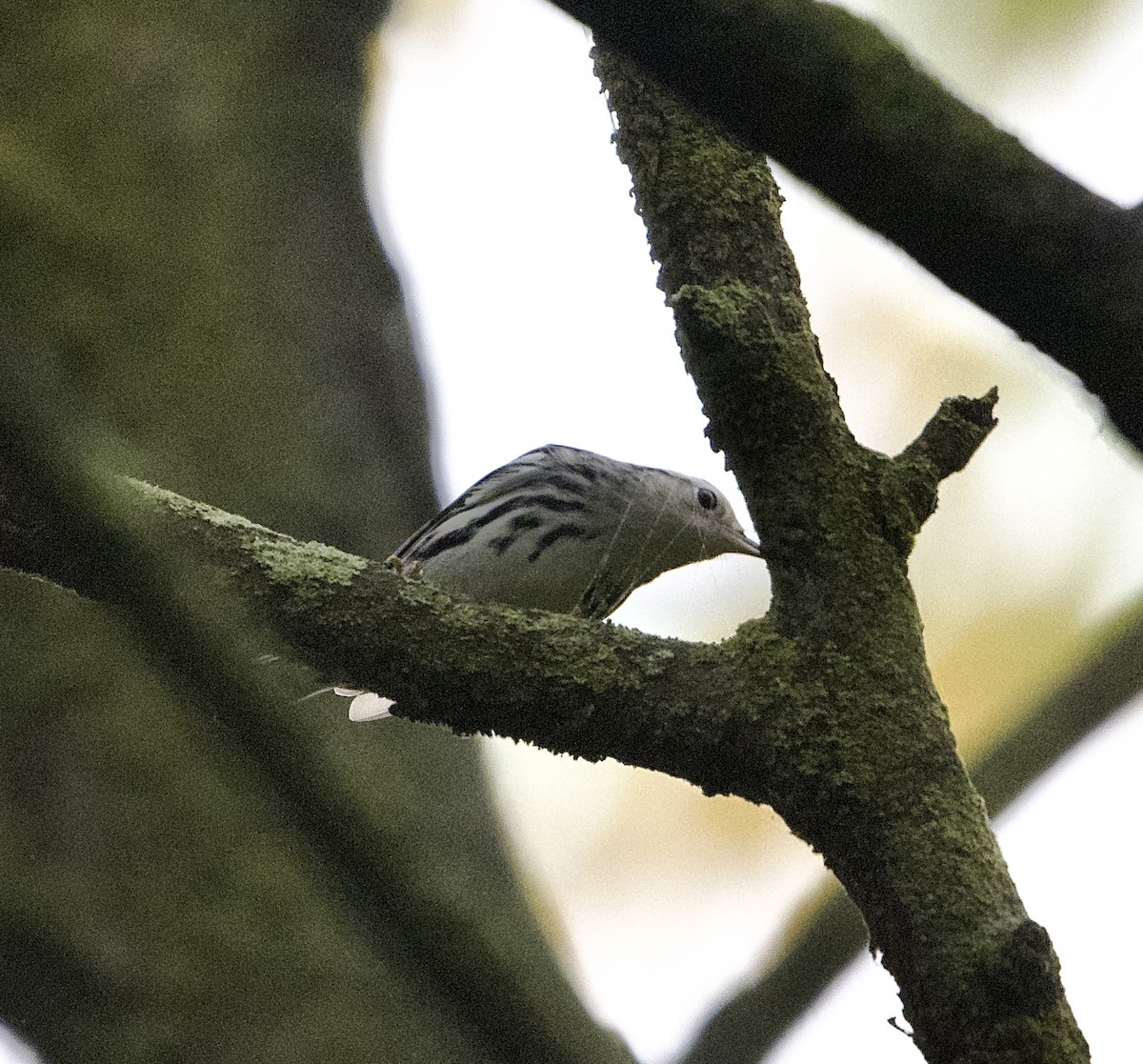 Black-and-white Warbler - ML624221828