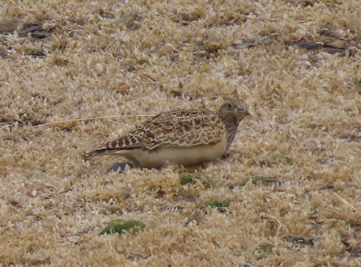 Gray-breasted Seedsnipe - ML624221833