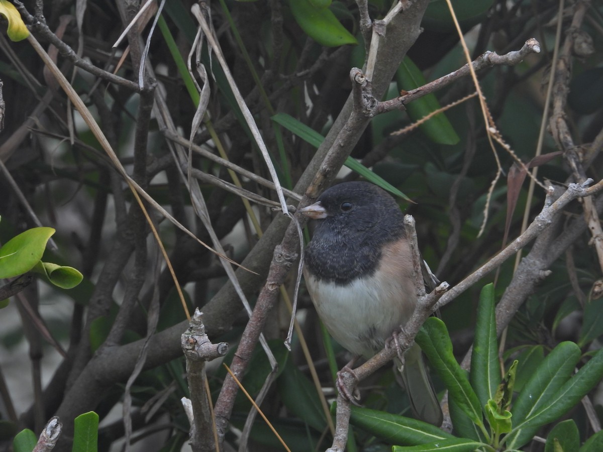 Junco Ojioscuro (grupo oreganus) - ML624221838