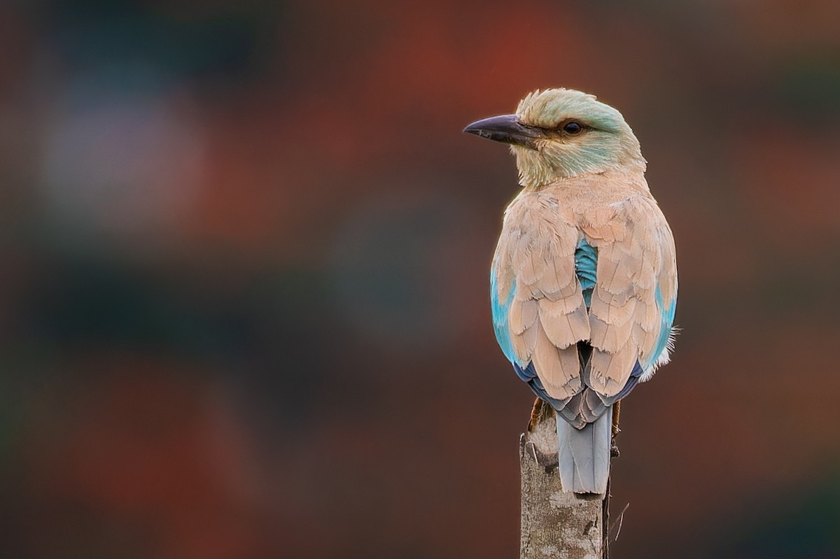 European Roller - ML624221843