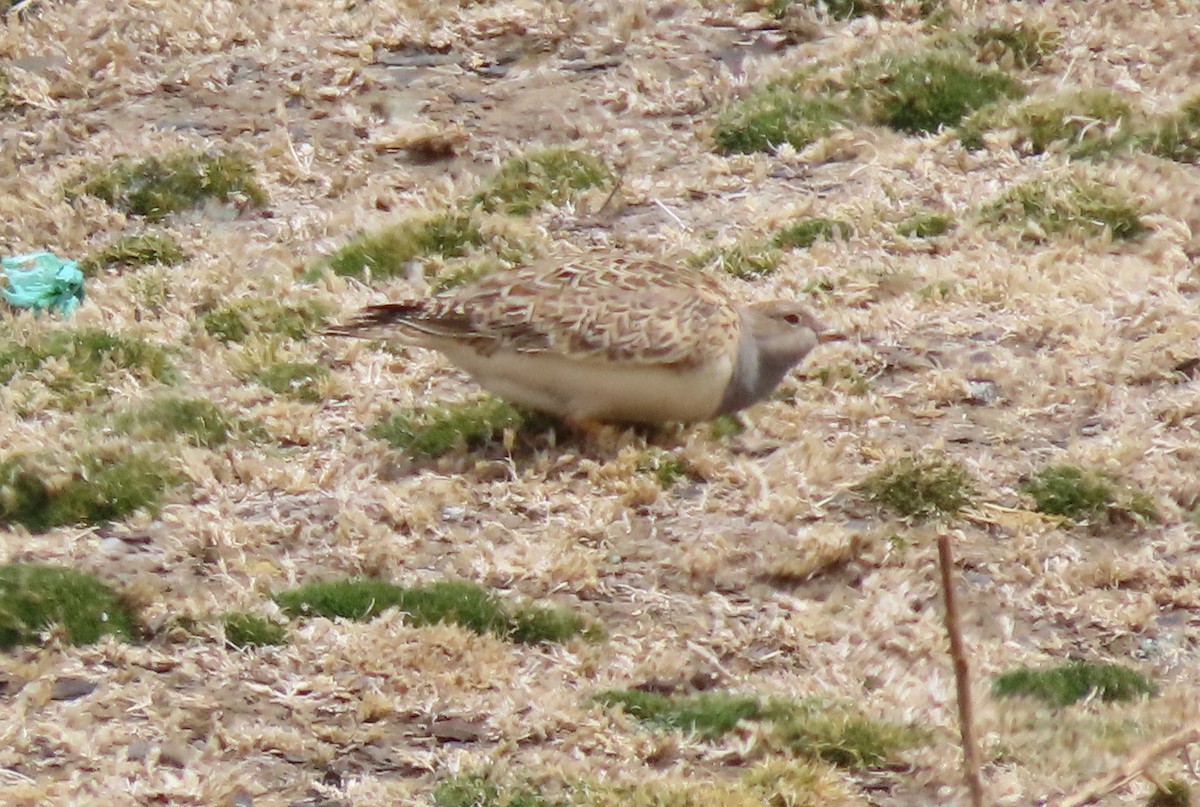 Gray-breasted Seedsnipe - ML624221845