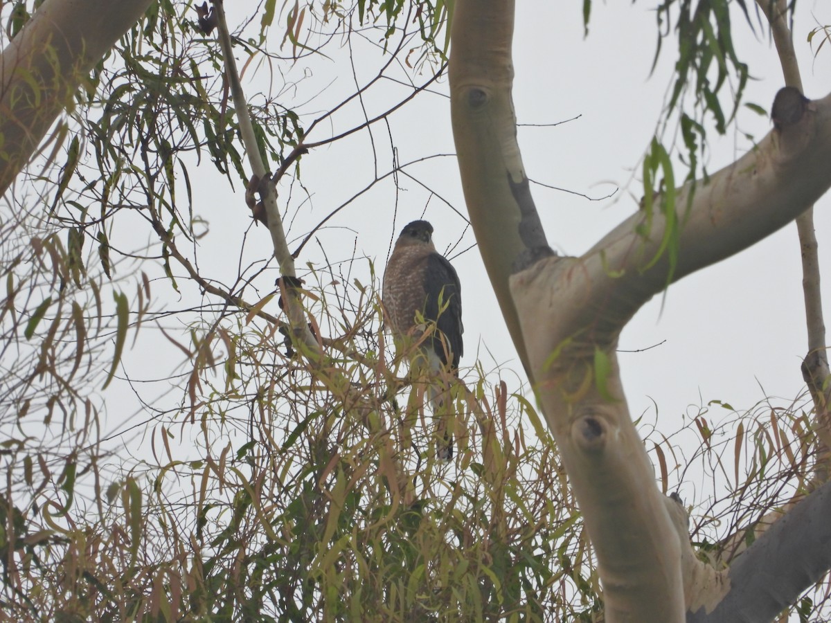 Cooper's Hawk - ML624221847