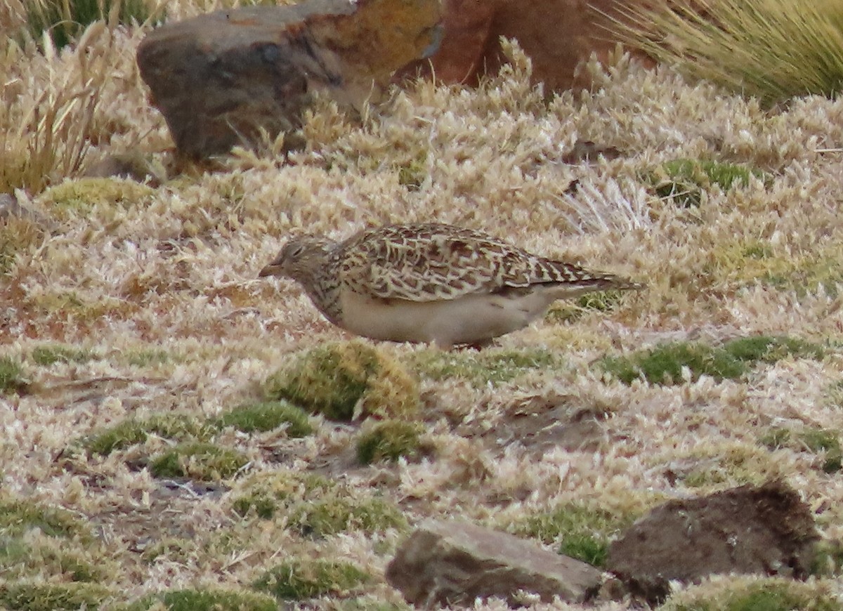 Gray-breasted Seedsnipe - ML624221854