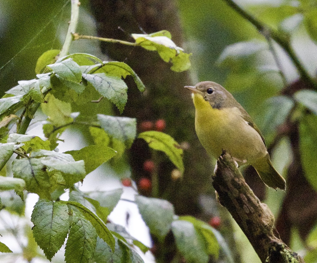 Common Yellowthroat - ML624221861