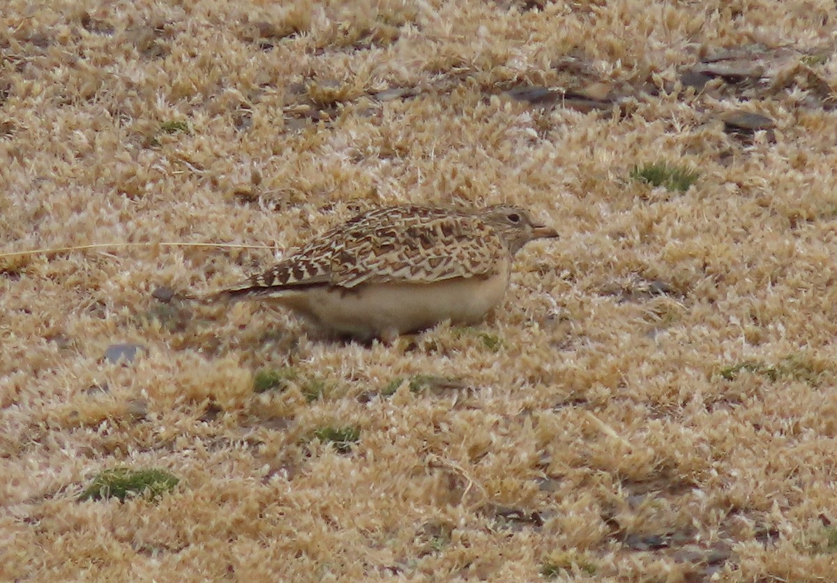 Gray-breasted Seedsnipe - ML624221864