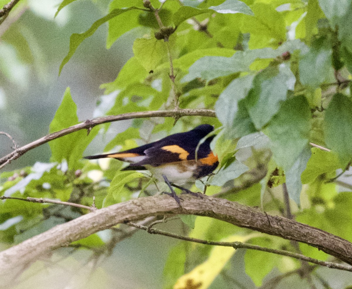 American Redstart - ML624221874