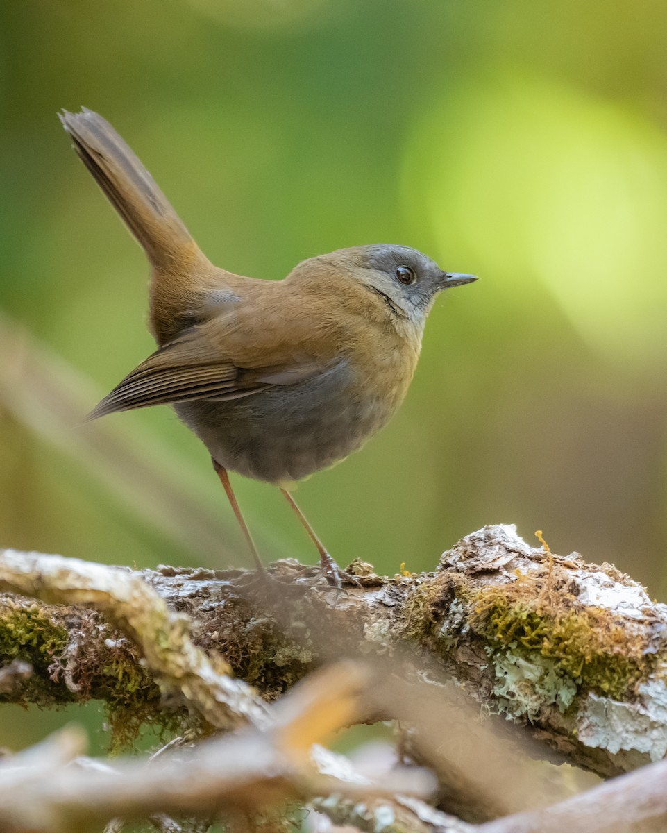 Black-billed Nightingale-Thrush - ML624221887