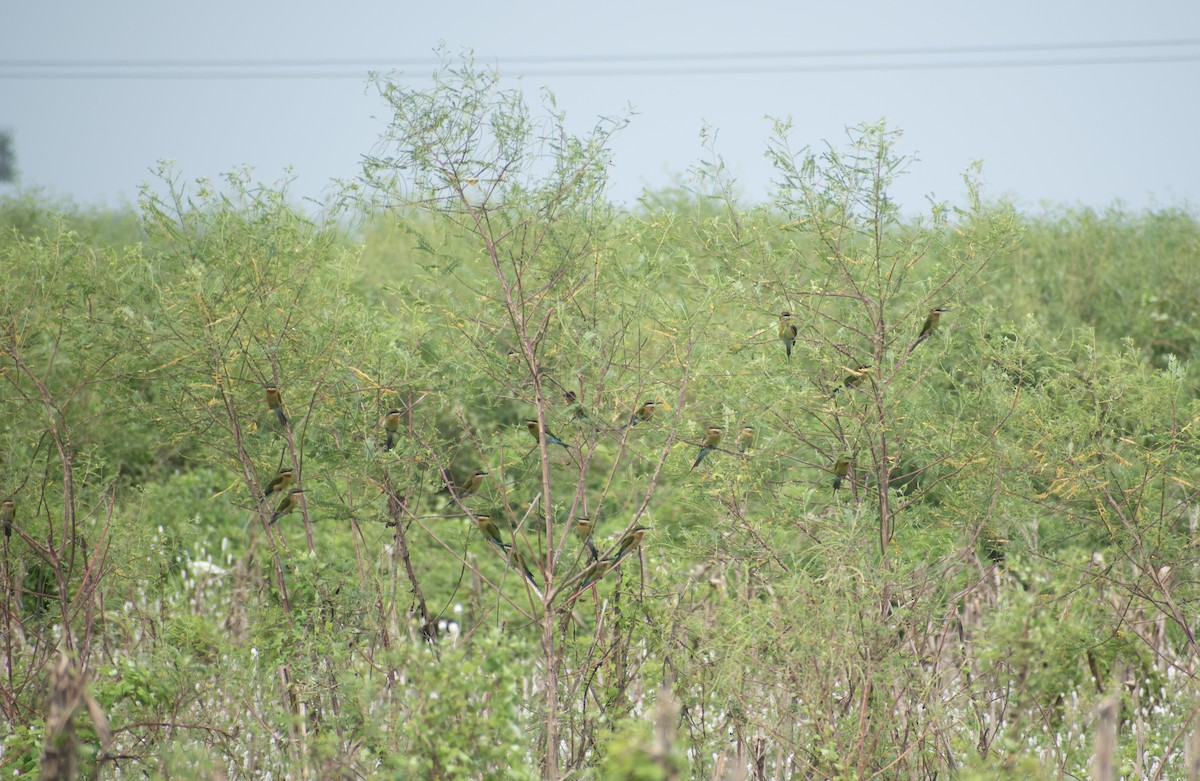 Blue-tailed Bee-eater - Mrinal Kaushik