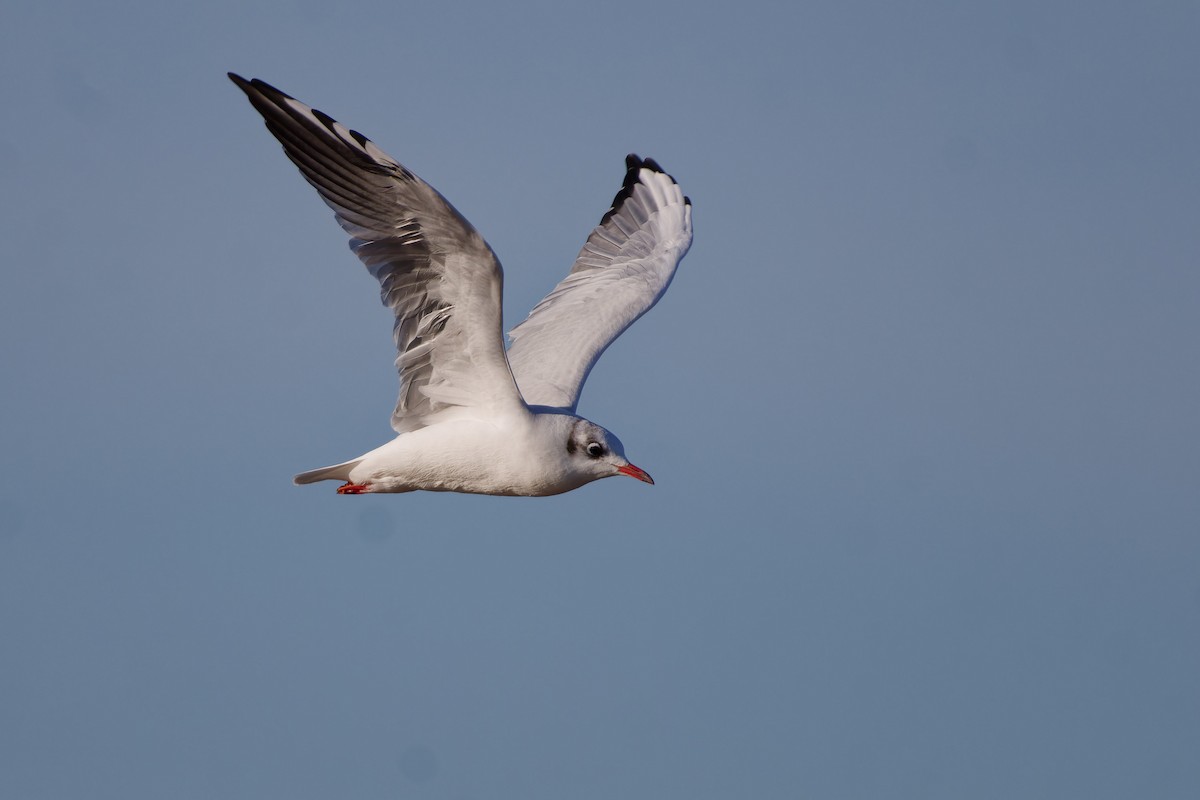 Black-headed Gull - Jeffrey Leguit