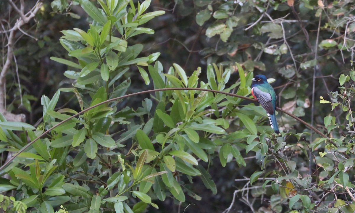 trogon modrotemenný - ML624221963