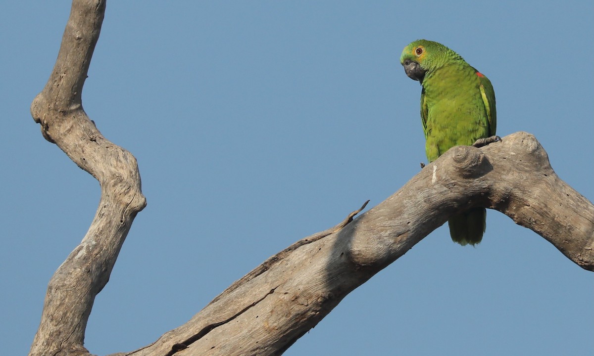 Turquoise-fronted Parrot - Ben Barkley