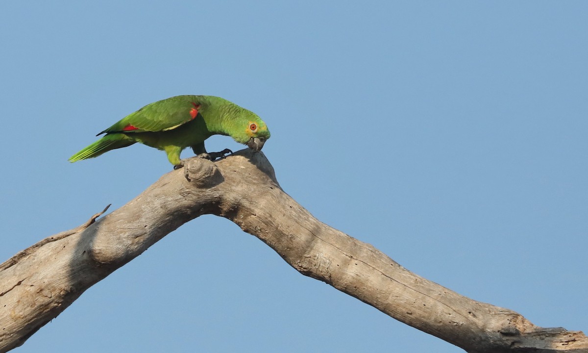 Turquoise-fronted Parrot - ML624221976