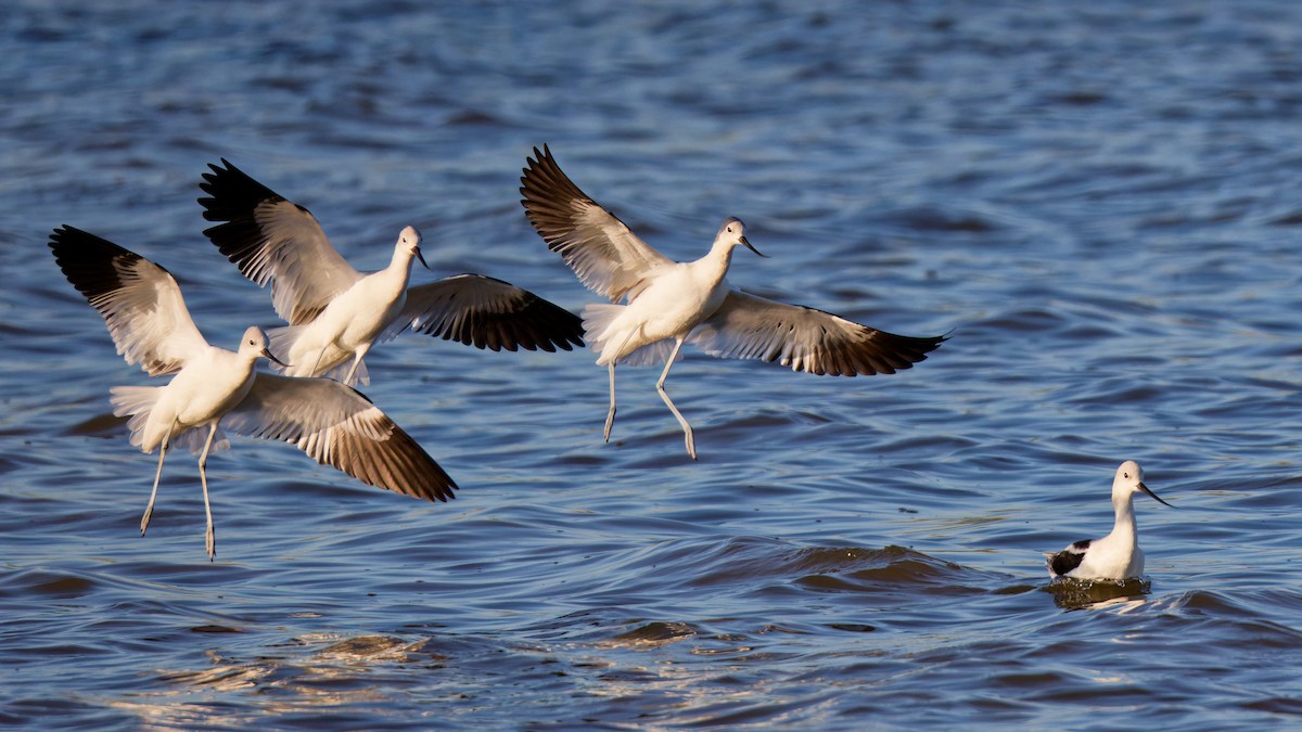 American Avocet - ML624221990