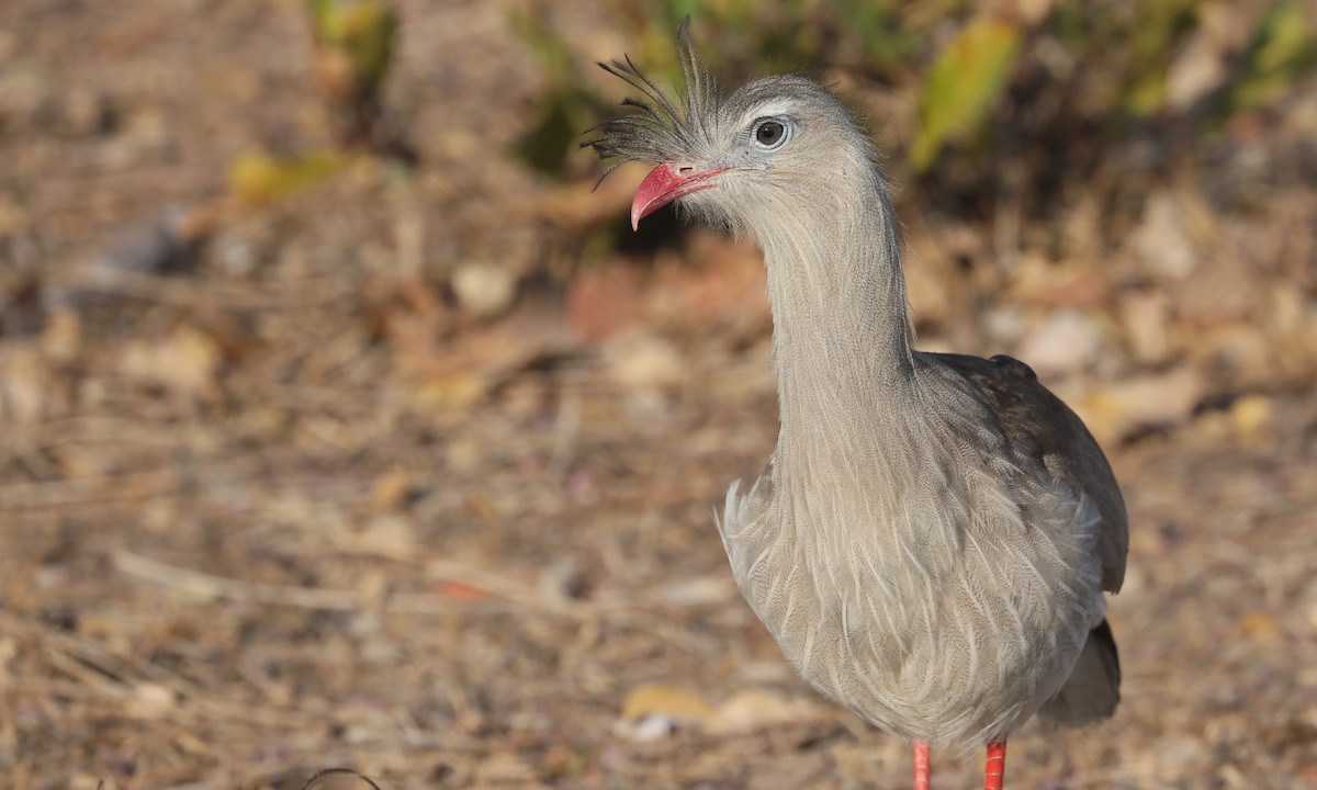 Red-legged Seriema - Ben Barkley