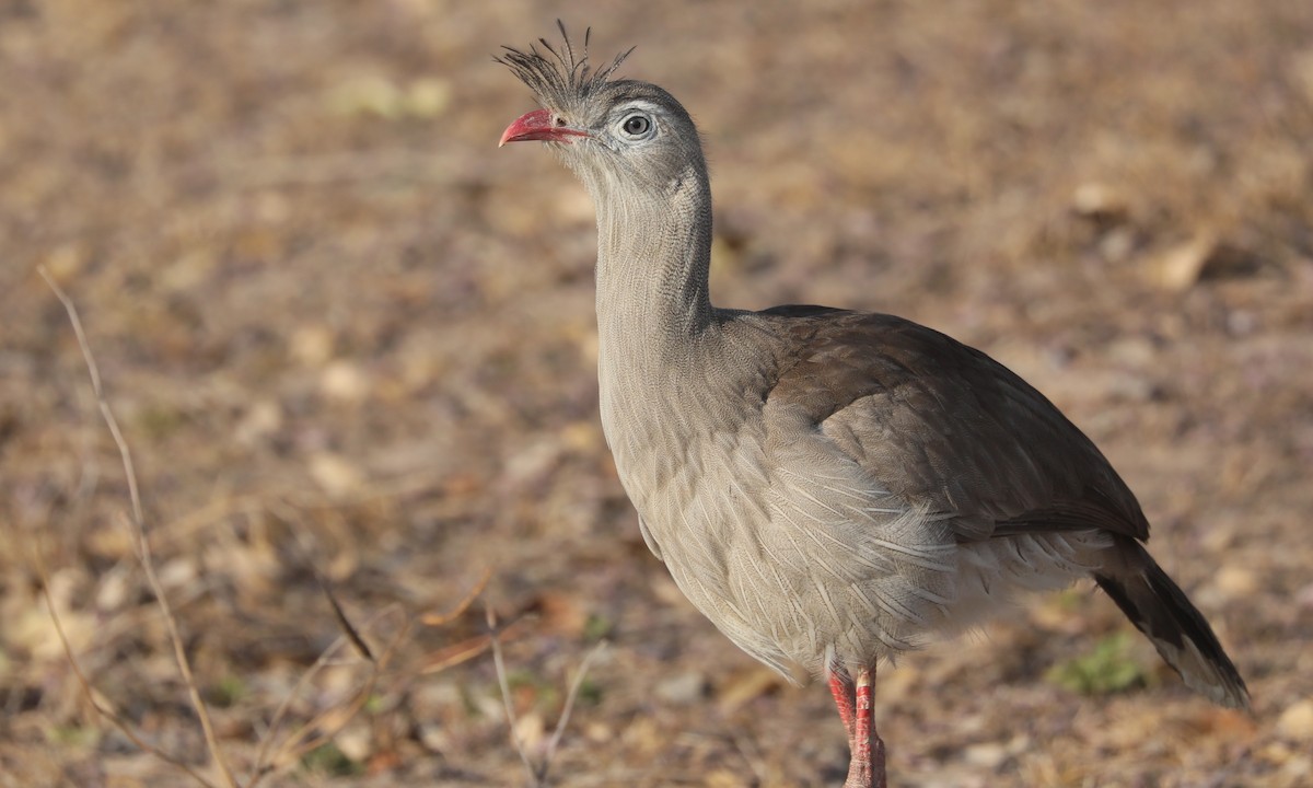 Red-legged Seriema - ML624221993