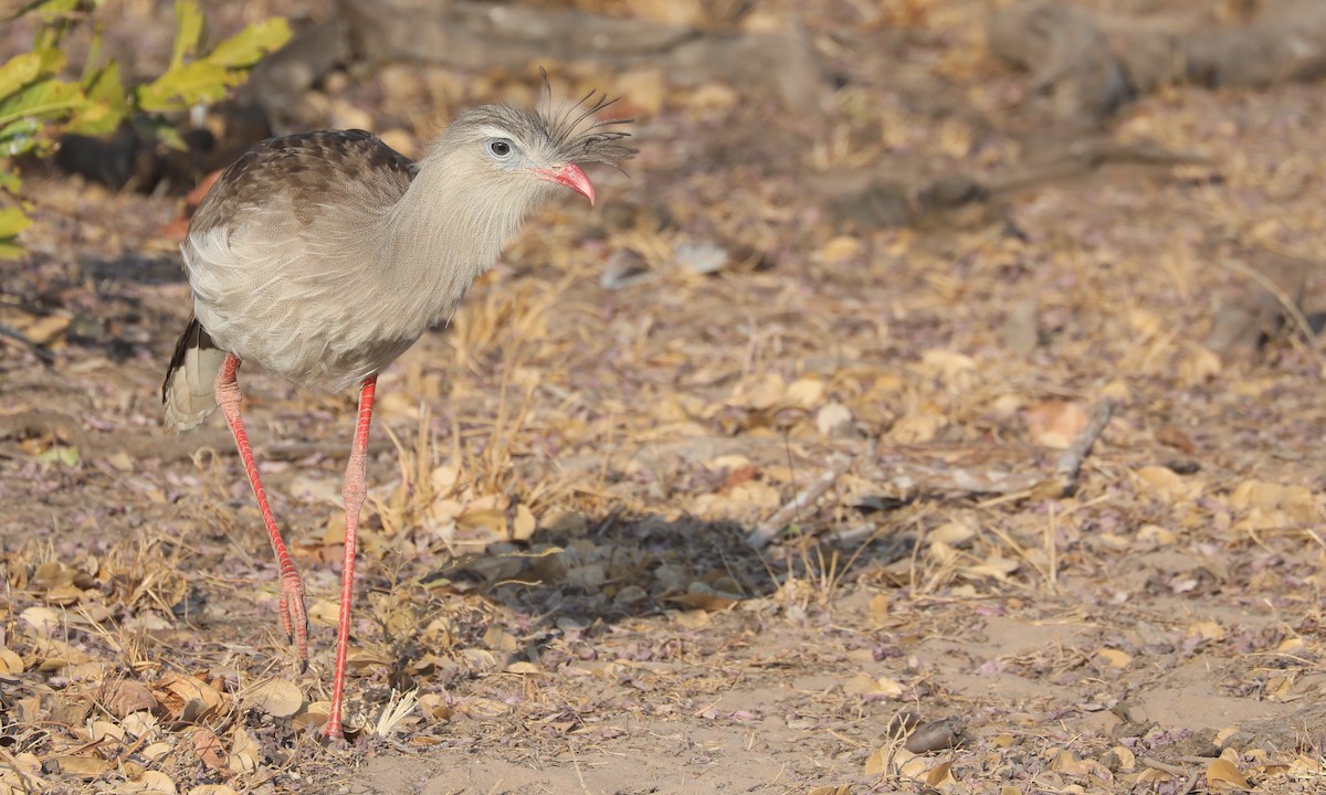 Red-legged Seriema - ML624221994