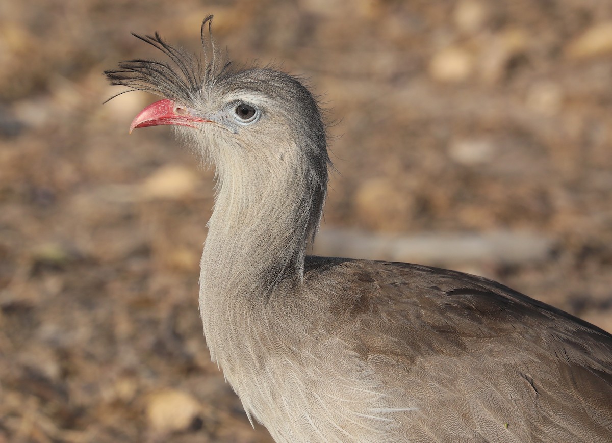 Red-legged Seriema - ML624221995