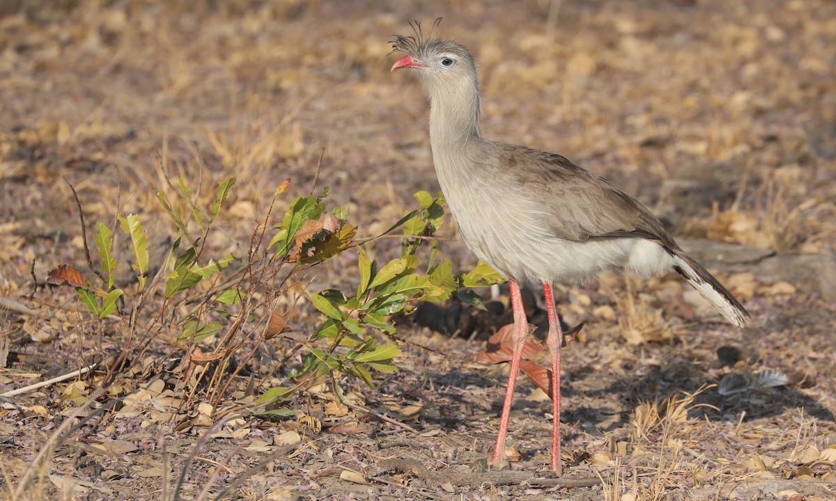 Red-legged Seriema - ML624221996