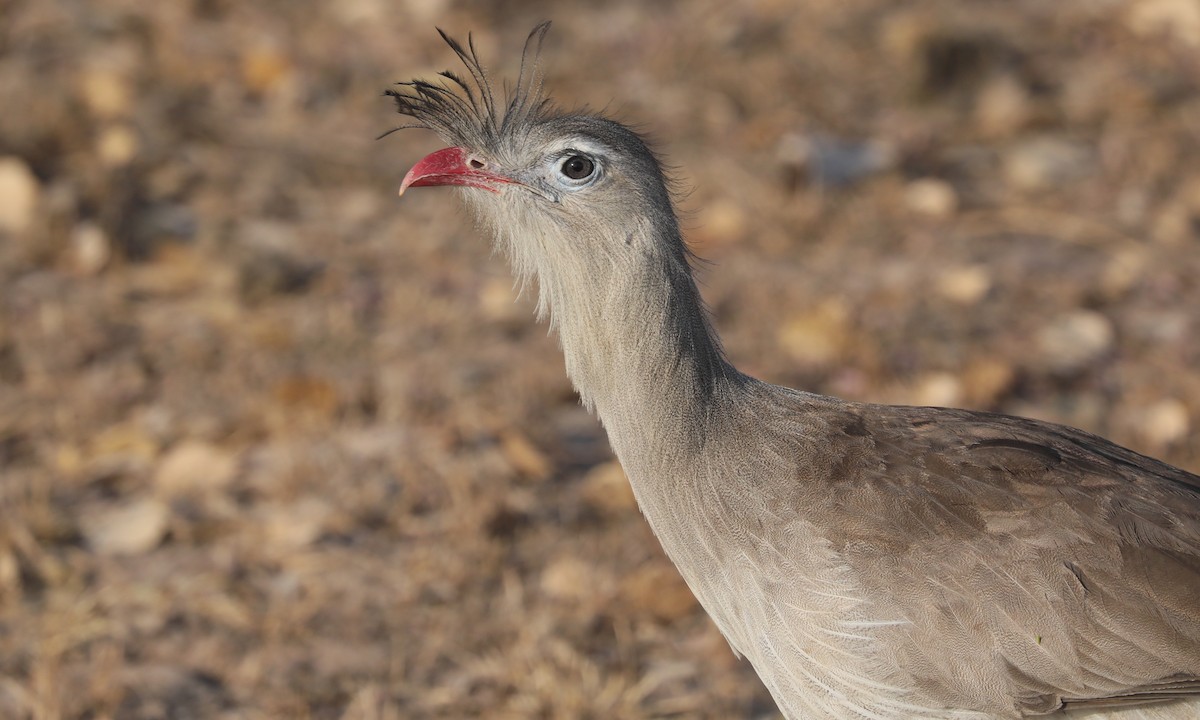 Red-legged Seriema - ML624221997