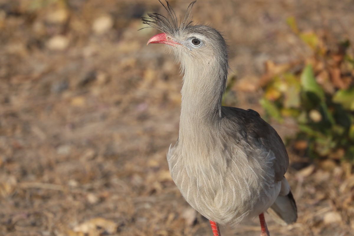 Red-legged Seriema - ML624221998