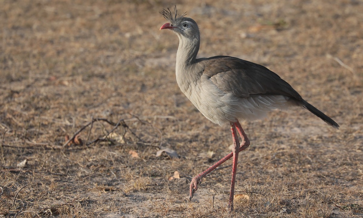 Red-legged Seriema - ML624221999